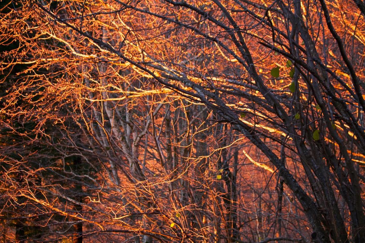Naturaleza Y Aire Puro En El Pirineo Oriental En Una Bonita Casa Rural De Piedra Prats-de-Mollo-la-Preste Buitenkant foto