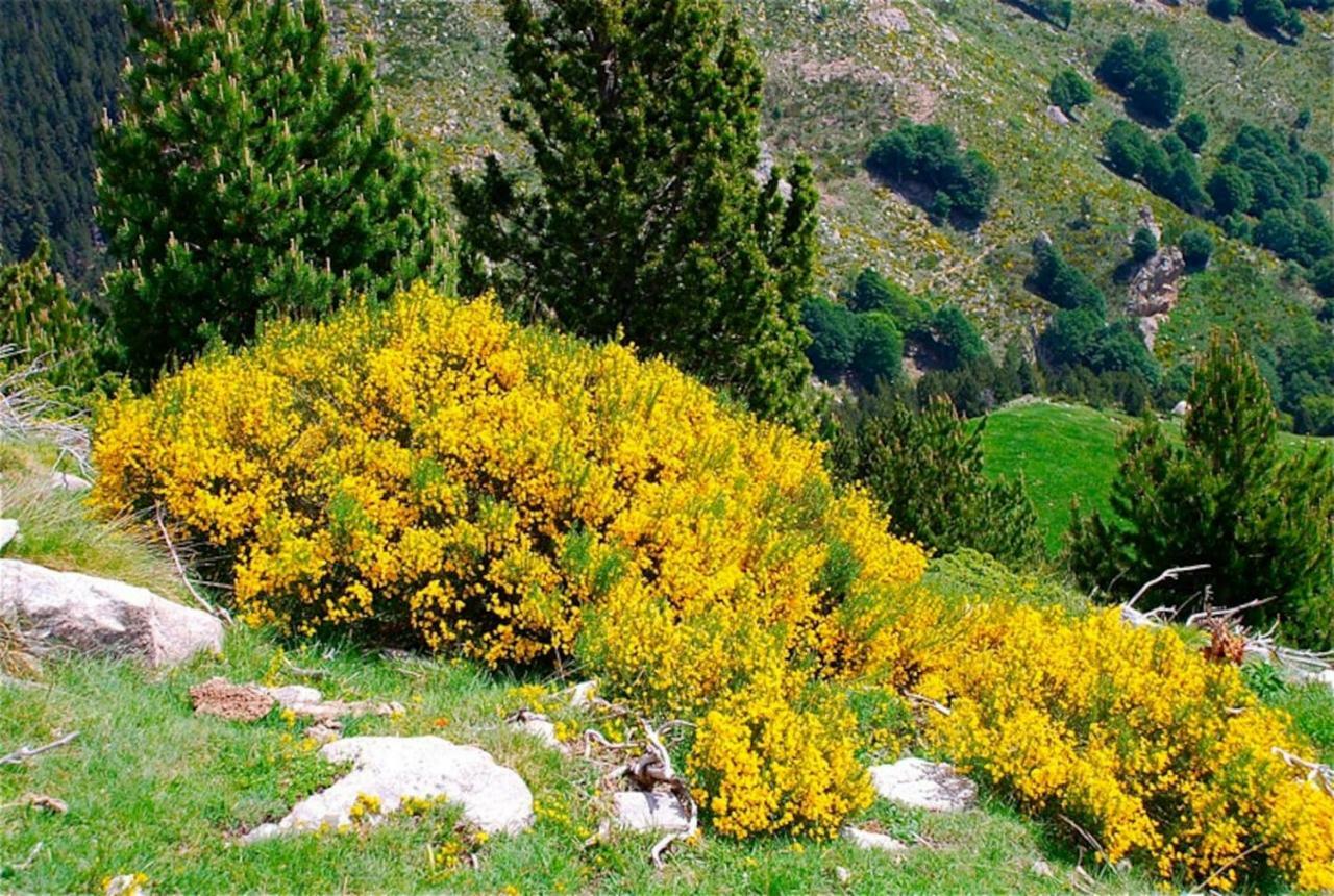 Naturaleza Y Aire Puro En El Pirineo Oriental En Una Bonita Casa Rural De Piedra Prats-de-Mollo-la-Preste Buitenkant foto